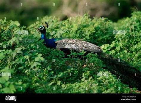 Peacock Male Yala National Park Sri Lanka Pavo Cristatus Stock