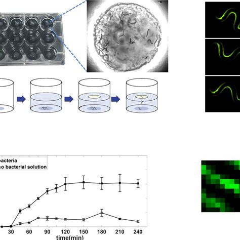 Tuning The Burrowing Assay Conditions Can Reveal Phenotypic