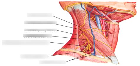 Contents Posterior Triangle Of The Neck Diagram Quizlet