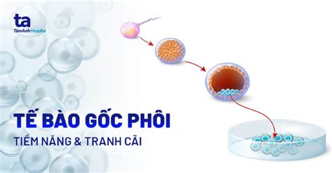 Tế Bào Gốc Phôi Là Gì Đặc Tính Tiềm Năng Và Những Tranh Cãi