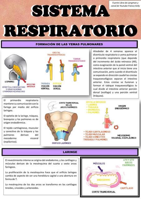 Sistema Respiratorio Aangella Pt Udocz