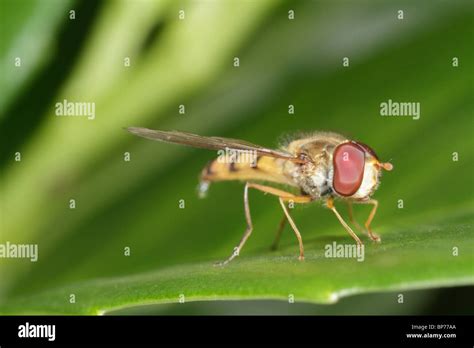 Episyrphus Balteatus The Marmelade Hoverfly A Female Stock Photo Alamy