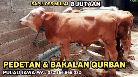 Harga Sapi Bakalan Murah Terbaru Pedet Dan Sapi Bakalan Super