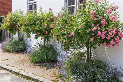 Strauchrose Westerland Schneiden So Machen Sie S Richtig