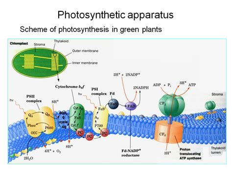 Nanohub Org Resources Catching Sunlight Lessons From Photosynthesis