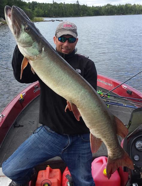 Big muskie caught on Lake of the Woods in city x, ON on 8/5/2015 ...