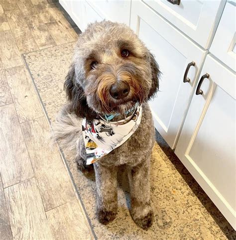 Sheepadoodle Haircuts | Sheepadoodle, Doodles, Animals