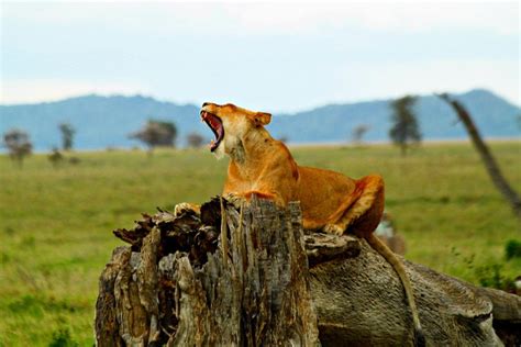 Tripadvisor Tage Safari In Der Gruppe Ngorongoro Manyara