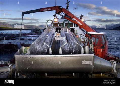 Allevamento Di Salmoni Di Mare Scozzese Immagini E Fotografie Stock Ad