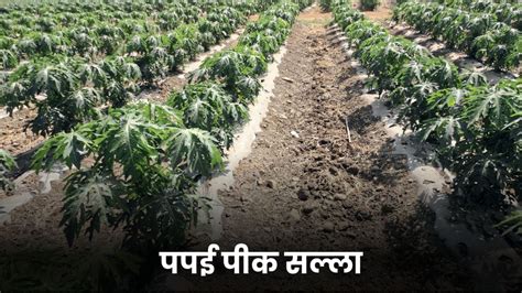 Papaya Crop पपई पीक सल्ला Papaya Crop Advice Article On Agrowon