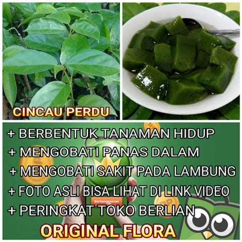 Jual Bibit Tanaman Daun Cincau Hijau Cincau Perdu Cincau Pohon Kota