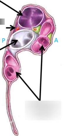 Hilum Of The Left Lung Diagram Quizlet