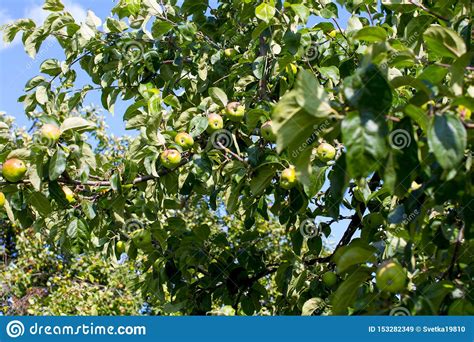 Las Manzanas Maduran En El Rbol Imagen De Archivo Imagen De Verde