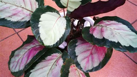 How to Plant, Grow, and Care for Calathea Roseopicta Indoors