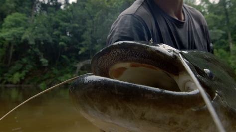 How to Catch a Tapah - River Monsters | Animal Planet