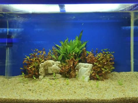 Can Aquarium Plants Grow In Gravel The Pros And Cons Of Using Gravel