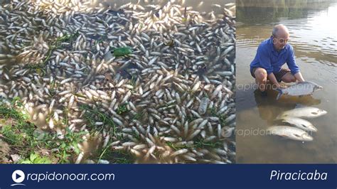 Milhares De Peixes Aparecem Mortos No Rio Piracicaba Neste Domingo