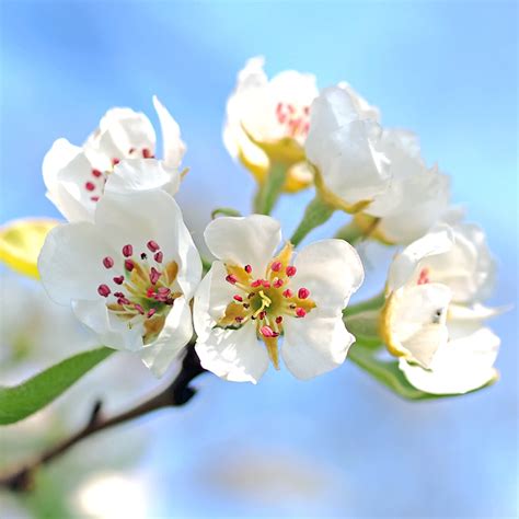 China In Bloom Enjoy Snow White Pear Blossoms In Spring Cgtn