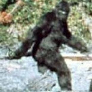 Tiger Woods Nude Photos Naked Sex Videos