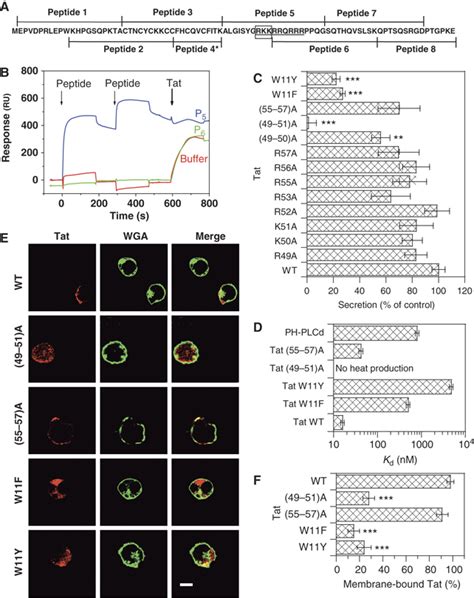 Phosphatidylinositol Bisphosphate Enables Efficient Secretion Of