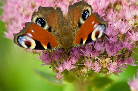 Butterfly Insect Wings Free Photo On Pixabay Pixabay