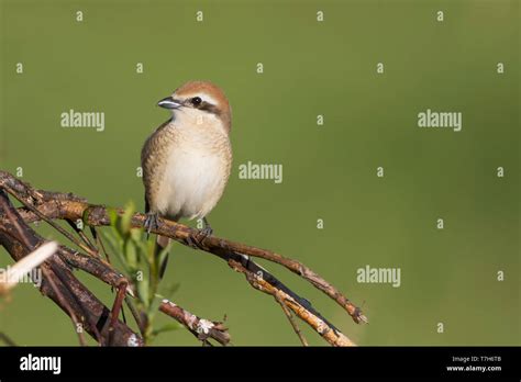 Brown Shrike Lanius Cristatus Ssp Cristatus Russia Adult Female