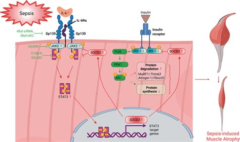 The Il Gp Jak Stat Pathway Mediates Sepsisinduced Muscle