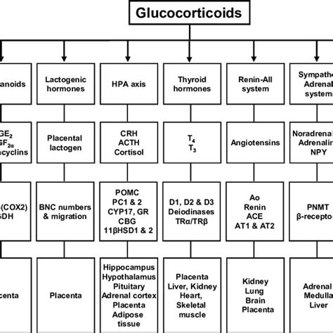 Schematic Diagram Showing The Sources Of Cortisol In The Fetal