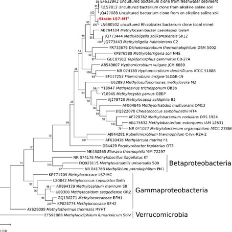 16s Rrna Gene Phylogeny Showing The Relationship Between Strain Ls7 Mt