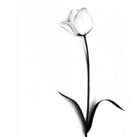 Tulips Drawing Wallpapers Gallery