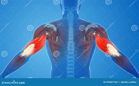 Triceps Muscle Pain and Injury Stock Image - Image of health, structure ...