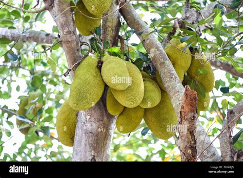 Jackfruit On Jackfruit Trees Are Hanging From A Branch In The Tropical