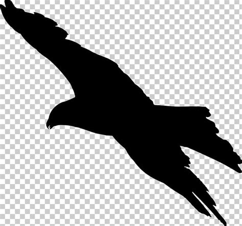 Bird Flight Bird Flight Bald Eagle Silhouette PNG, Clipart, Animals ...