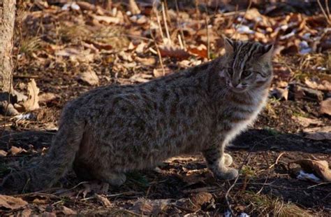 Амурский (дальневосточный) лесной кот: описание, много фото