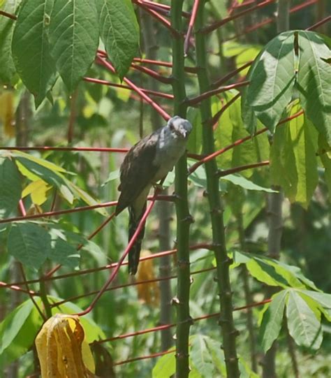 Sirit Uncuing Burung Pembawa Berita Kumparan