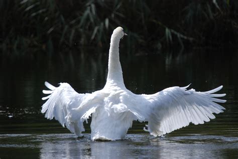 Free Images Nature Wing White Lake Flying Wildlife Reflection