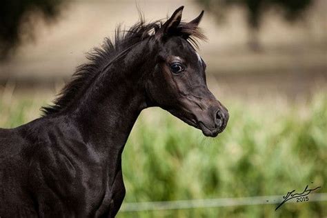 Arabian Horses Arabians Equines Equestrian Riding Animals