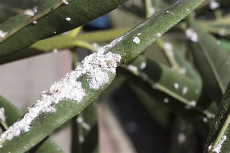 Comment éradiquer les cochenilles farineuses MamanSanta