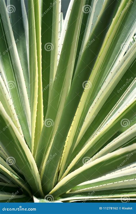 Variegated Agave Americana Cactus Stock Photography Image 11278162