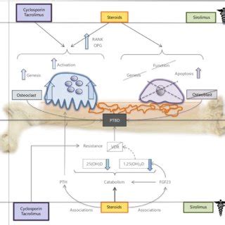 Physiology Of Vitamin D Metabolism Vitamin D Derives From