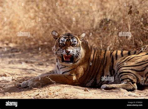 Royal Bengal Tiger The Beauty Of Ranthambhore National Park Stock