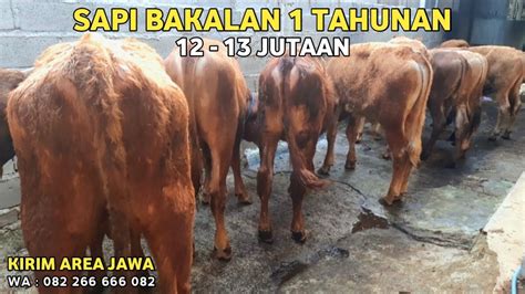 Harga Sapi Bakalan Jantan Terbaru Sapi Bakalan Super Murah Langsung