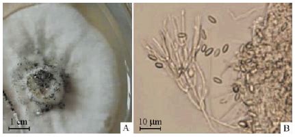 Myrothecium Verrucaria Nf