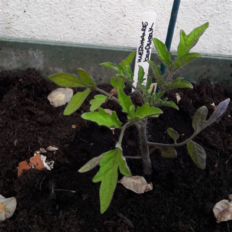 Solanum Lycopersicum Marmande Tomato Marmande Beefsteak Tomato