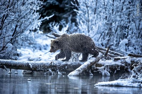 World Wildlife Photographer Of The Year Fara Oralla