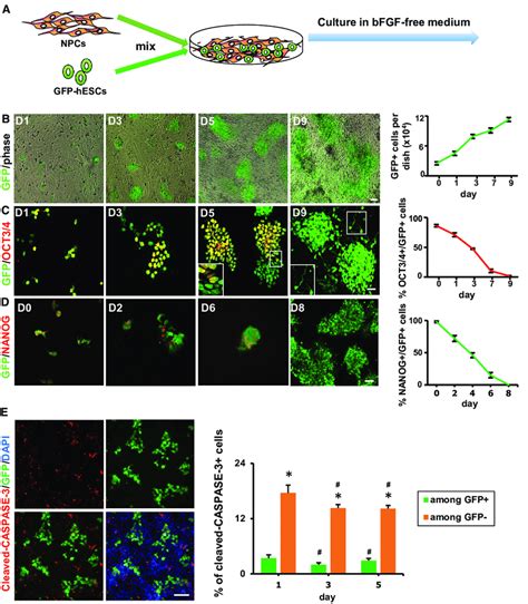 Mixed Cultures Of Gfp Expressing Hescs With Hesc Derived Npcs A Download Scientific Diagram