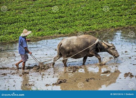 Traditional Chinese Framer Using An Ox To Plow A Field For Planting