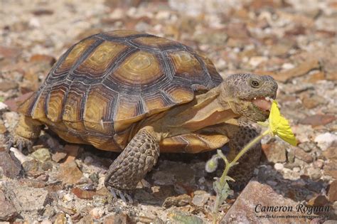Desert Tortoise Info And Photos The Wildlife