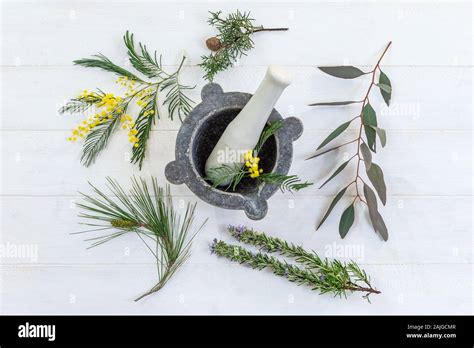 Herbal therapy: medicinal plant and trees for healthy living Stock ...