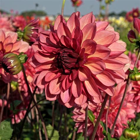 Dahlia Bacardi Per 3 Stuks Van Fluwel